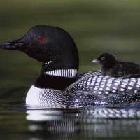 loon and baby