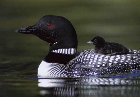 loon and baby - loon and baby, mothers protection