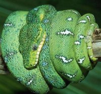 emerald tree boa