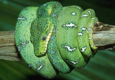 emerald tree boa - emerald tree snake, emerald tree boa