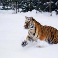 hunting tiger