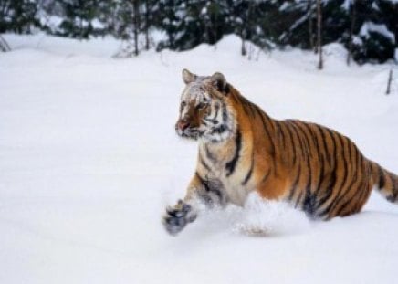 hunting tiger - hunting tiger, snow hunting tiger