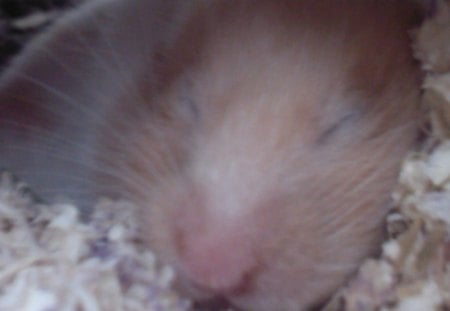 Sleeping Hamster - hamster, sleeping