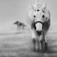 black and white horse