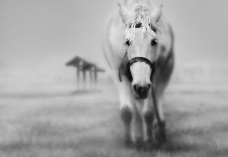 black and white horse - black and white, horse