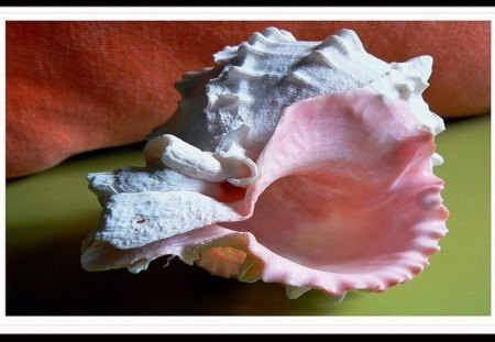 Listen Closely - beach, seashell, shell, ocean