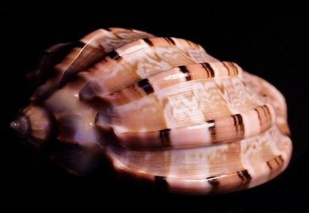 Seashell - shell, ocean, sand, beach