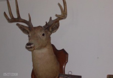 Mounted Deer Head  - weird, funny