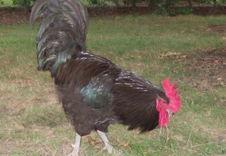 Rooster - loud, eating