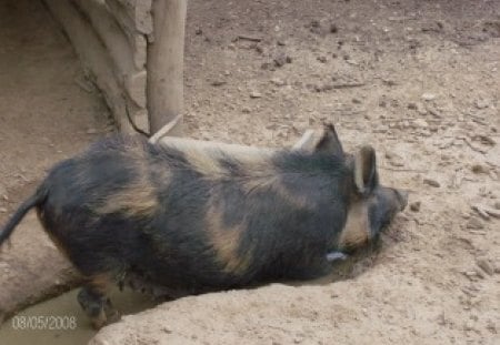 Hog - dirty, taking a mud bath