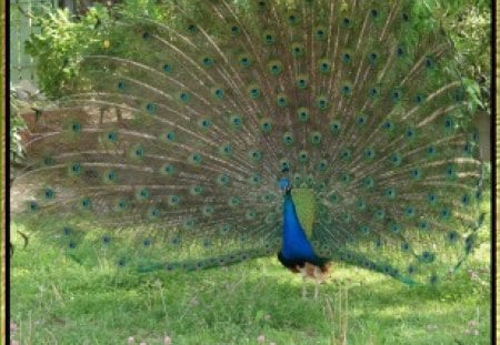 Peacock2 - bird, animal, peacock, nature, blue, photography