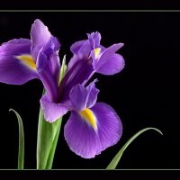 Royal Purple Iris