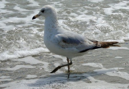 tip toe tip toe.. one step at a time - seagul, bird, water, beach