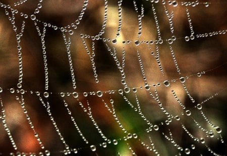 morning dew - drops, nature, dew, web