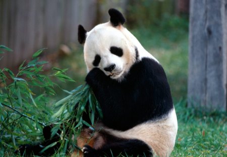 panda bear - bears, animals, hugs for a teddy bear, snack bamboo, eating bambo, panda bear