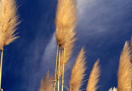 Autumn Winds - wind, reeds, sky