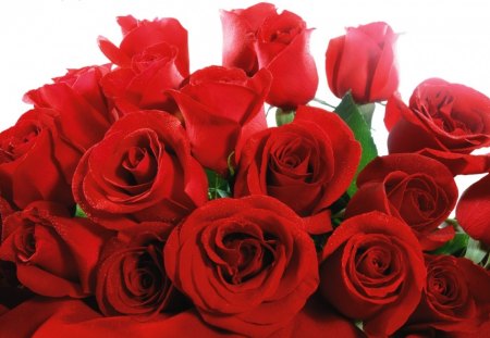 Bunch of Roses - blooms, red, stems, love, flower