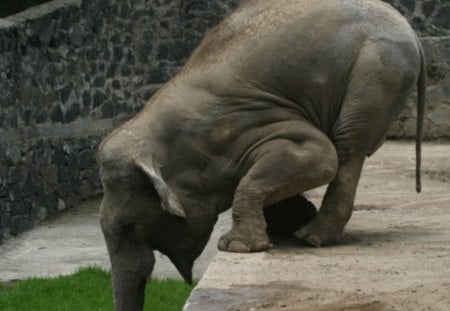 in conversation - zoo, elephant