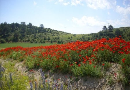 poppies in the hills - red, poppies