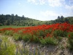 poppies in the hills