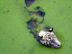 bathing tiger