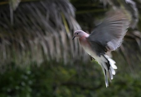 Peace Be Unto You - dove, wings, flight, bird, fly