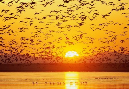 The Birds at Sunrise - beach, seaguls, ocean, sand, sun