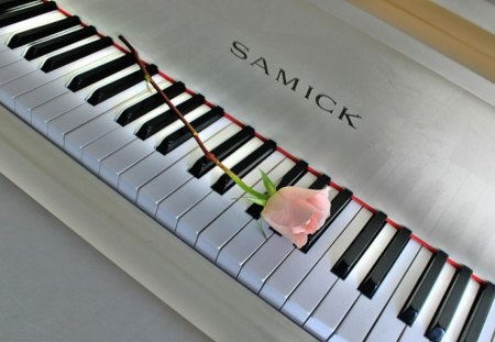 Two of My Favorite Things - white, piano, pink, keys, rose