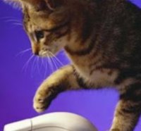 kitty and mouse