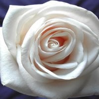 White Rose