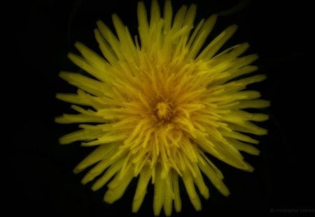 Lion's Teeth - yellow, flower, dandelion