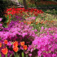 Tulips  Azaleas