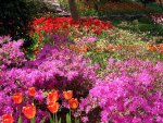 Tulips  Azaleas