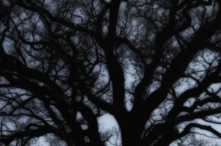 Sky with Tree - branches, silhouette, sky, buds, hair, black, gothic, network, evening, blue, tree, twigs, surreal