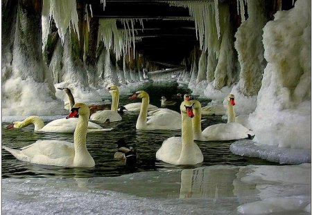 Frozen_Swan_Lake - nature, ice, water, birds