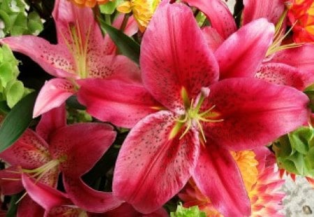 Stargazer's Blooming - nice, lovely, cool, red