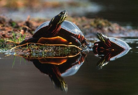 Turtle Family Bonding - turtles, outdoors, water, nature, photography, bonding, animals, family