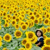 Maze of SunFlowersâ™¥