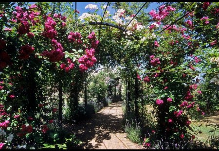 Rose covered pergolas - roses, flowers, covered, pergolas