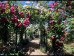 Rose covered pergolas