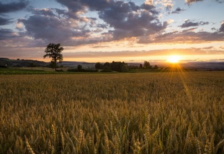 Sunshine - clouds, trees, hills, landscape, sunshine, sunrise, sunrays, wheat, field, sun, sky