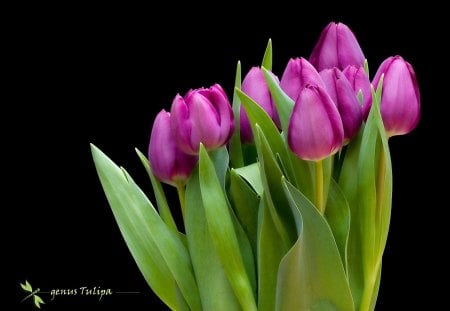 Bunch of Tulips - nice, fresh, lovelyl, pink