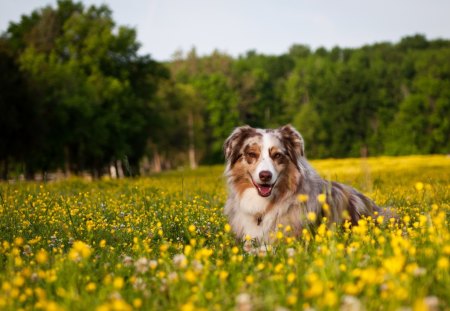 Sweet Face - yellow flowers, trees, landscape, eyes, dod, field, dog face, dogs, sweet, flowers, cute