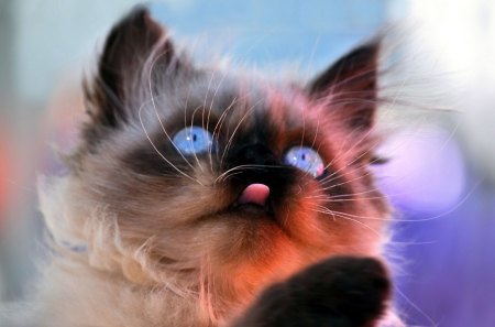 Adorable Cat - cat face, cat, adorable, eyes, kitty, blue eyes, kitten, paws, playful, sweet, cute, sweetness