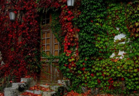 Autumn's Color - green, nice, lovely, red