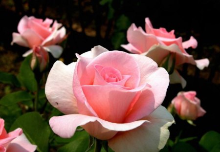 Divine Roses - nature, flowers, roses, spring