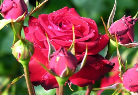 Briar Rose - flowers, rose, elegance, buds