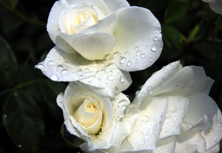 Bejeweled Roses - roses, blossoms, white, water