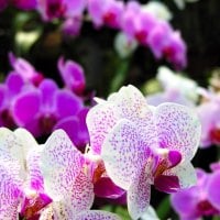 The Graceful Orchids