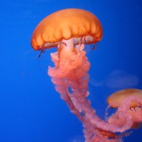 Jellyfish at Mall of America